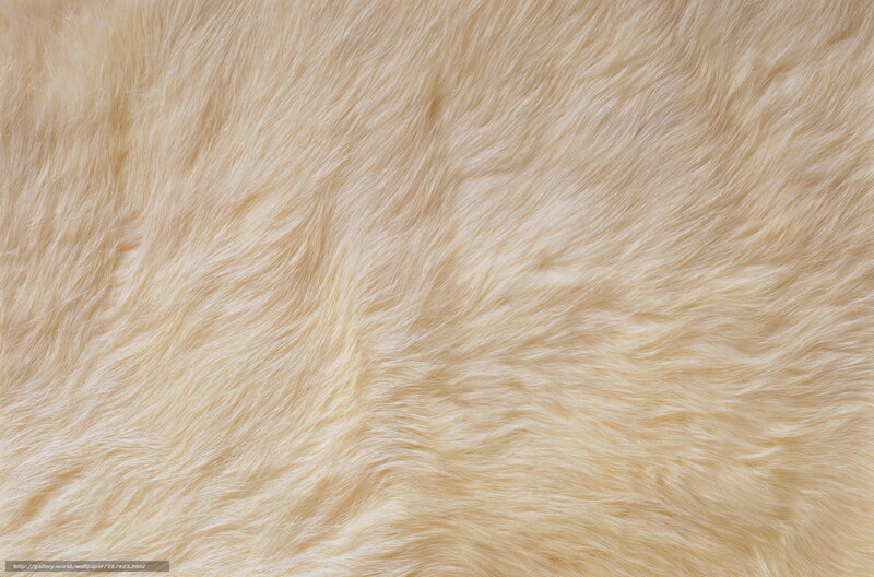 close-up of beige fur texture