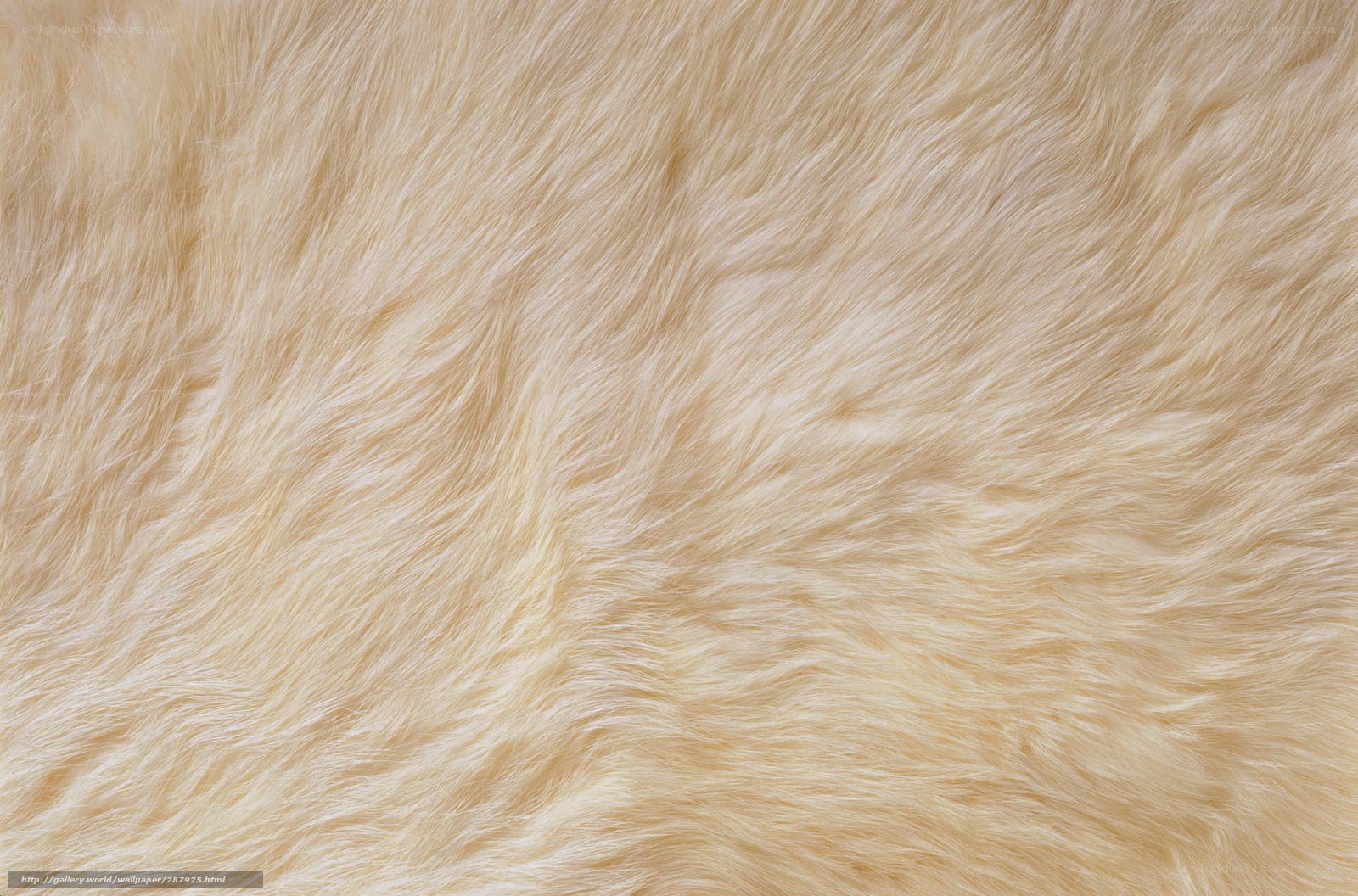 close-up of beige fur texture