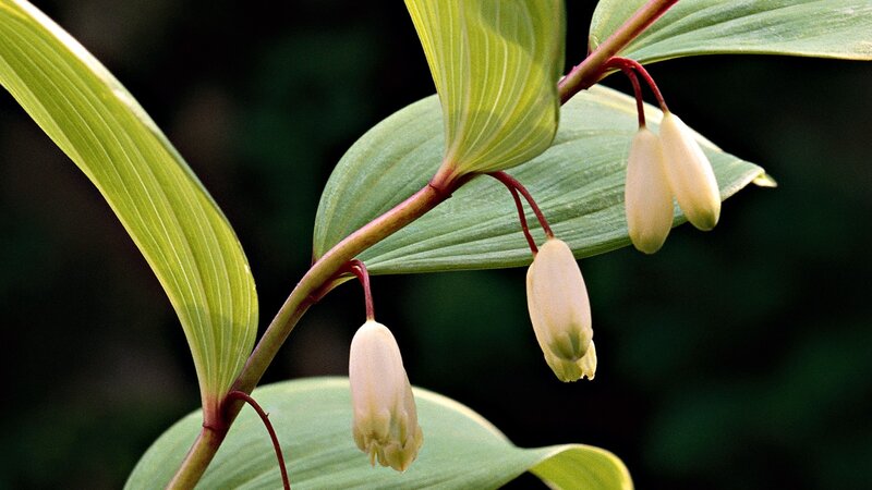 Close-up of bell-shaped flowers