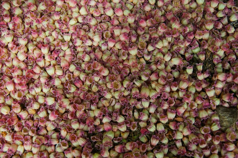 Close-up of Bell-shaped Flowers — Pink