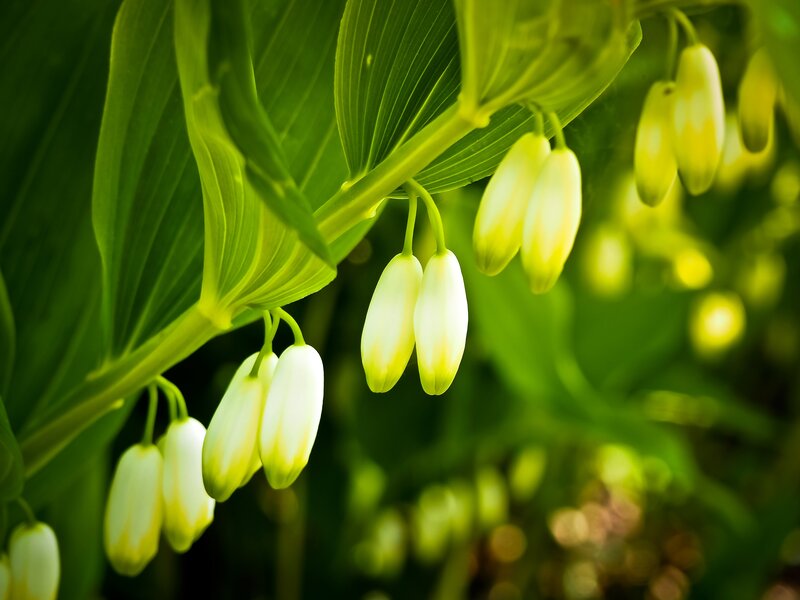 Close-up of bell-shaped flowers