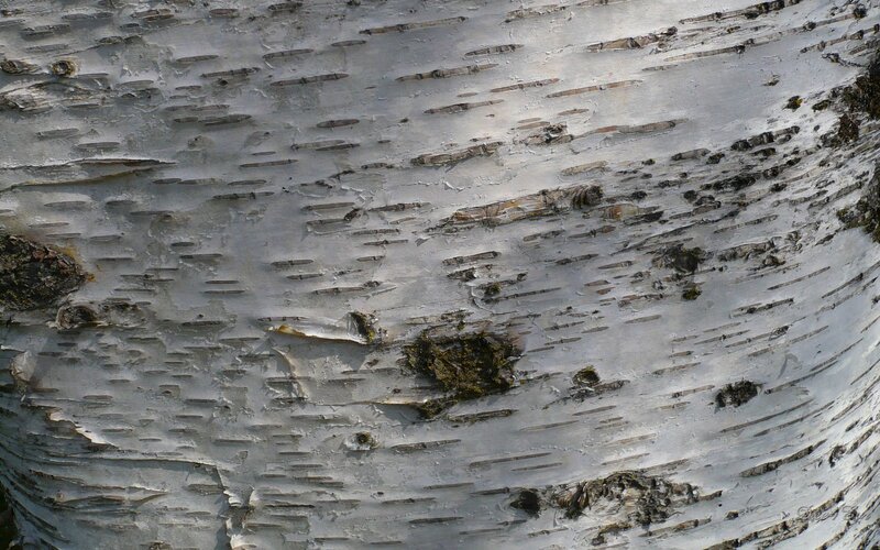 Close-up of birch bark