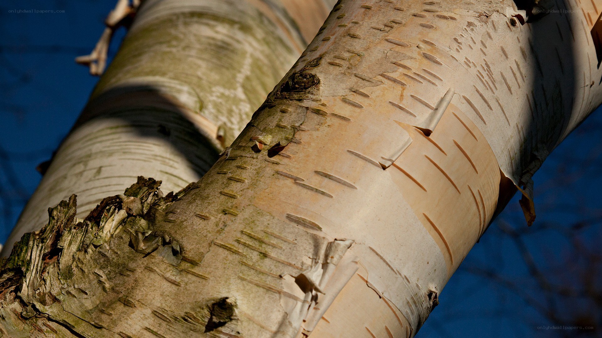 Close-up of birch tree bark