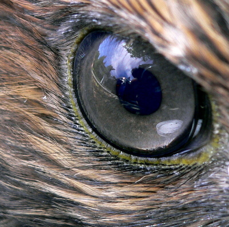 close-up of bird eye