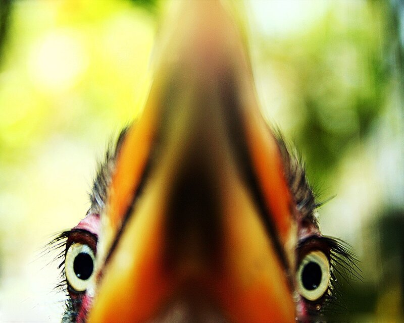 close-up of bird eyes