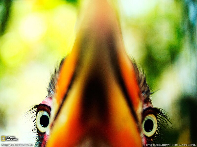 close-up of bird eyes