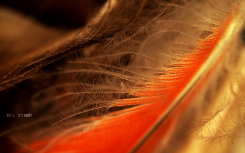 Close-up of Bird Feather — Orange