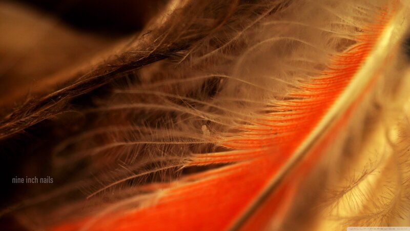 Close-up of Bird Feather — Orange, Warm