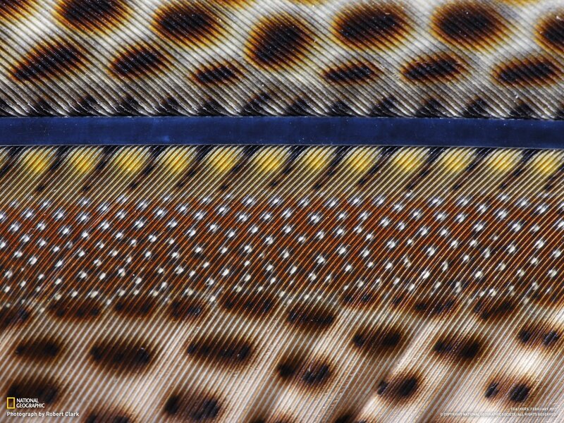 Close-up of bird feather patterns