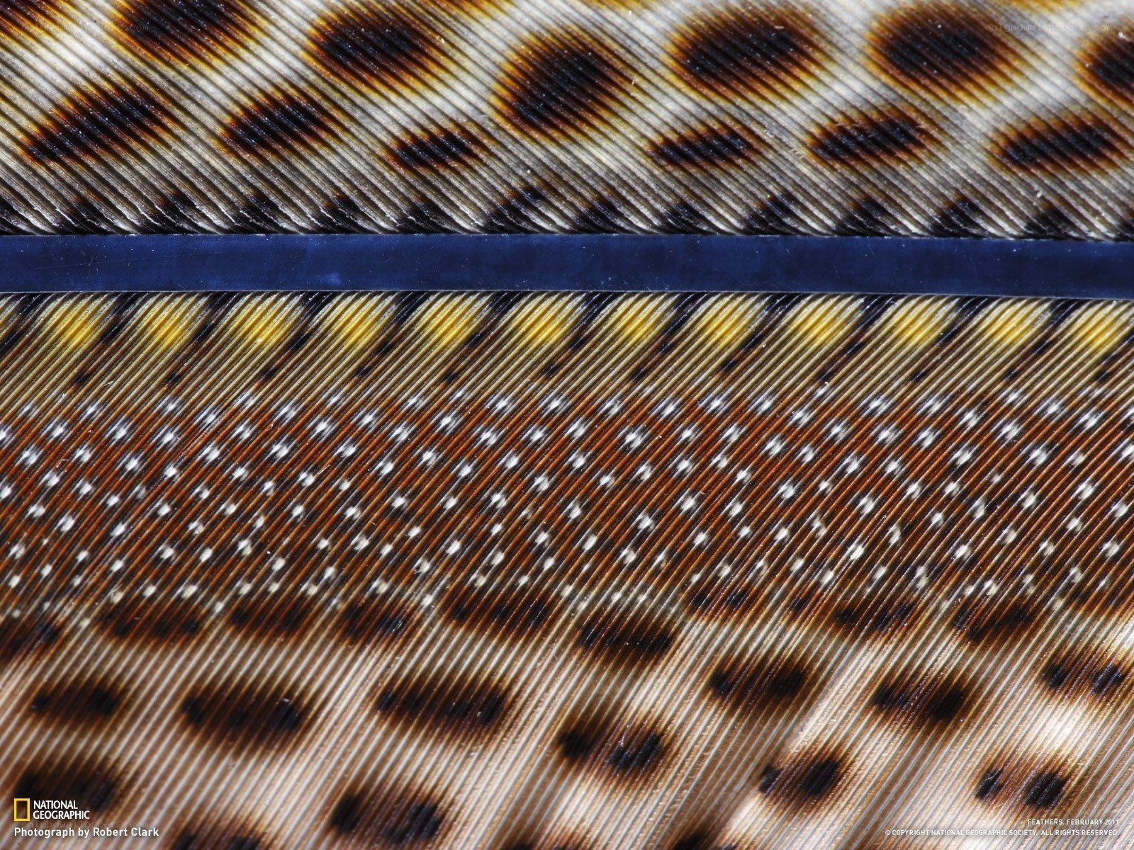 Close-up of bird feather patterns