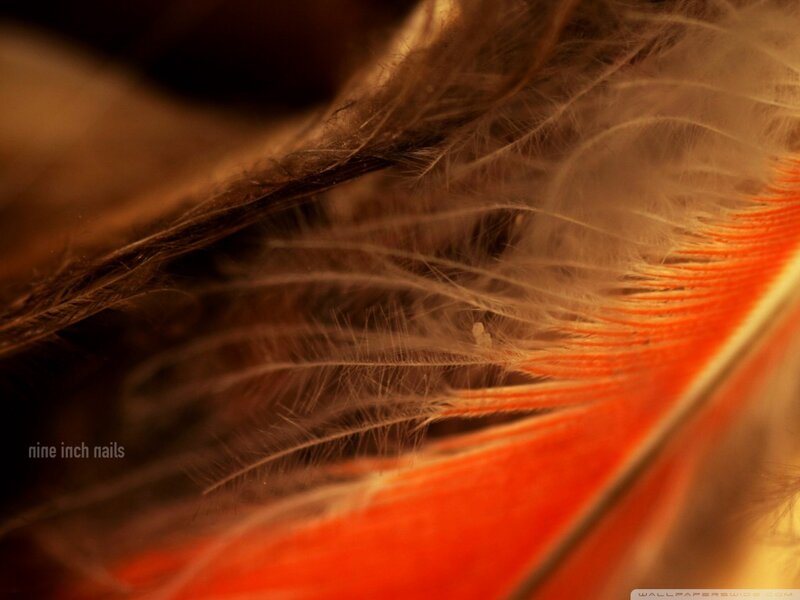Close-up of Bird Feather