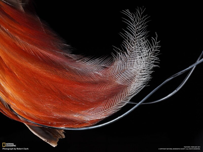 Close-up of bird feathers