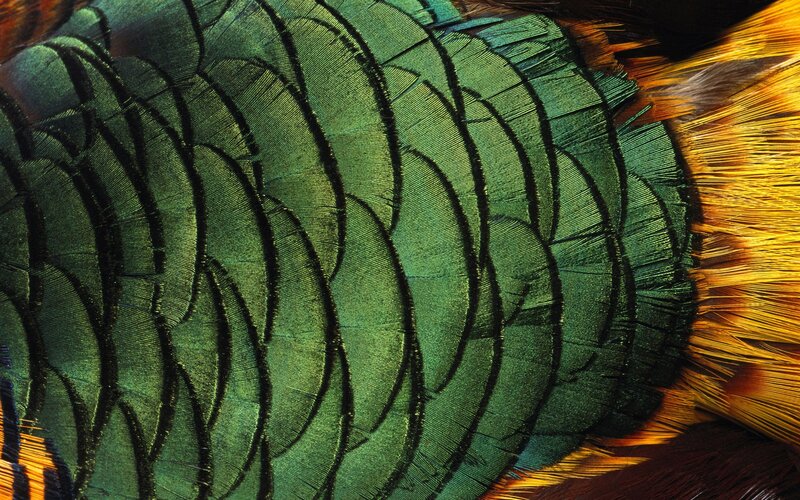 Close-up of bird feathers
