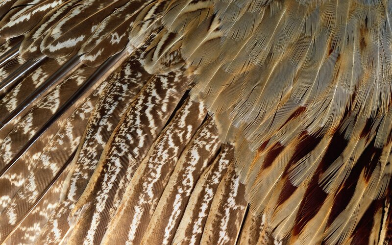 close-up of bird feathers