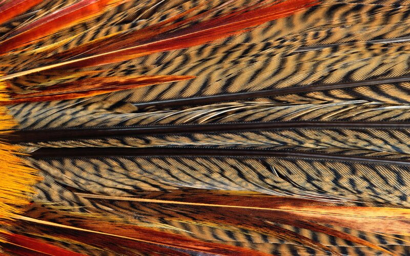Close-up of bird feathers