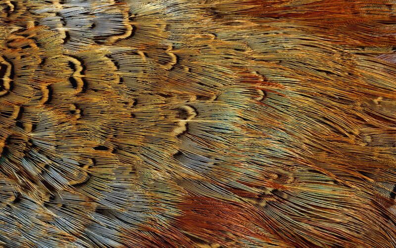 close-up of bird feathers