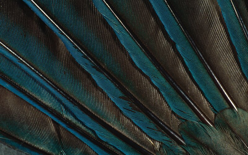 Close-up of bird feathers