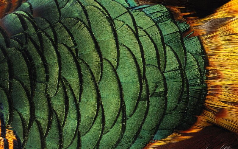 Close-up of bird feathers