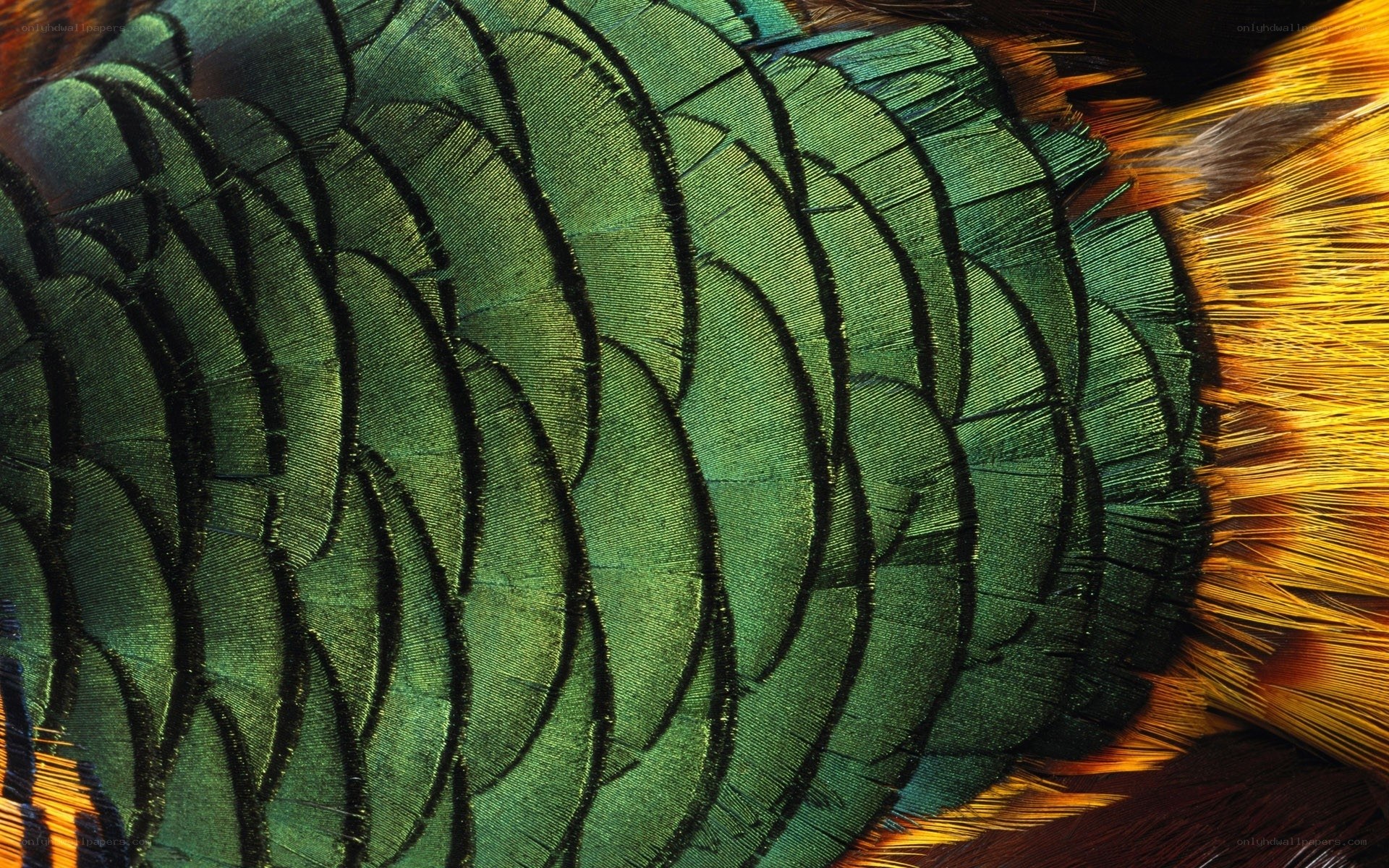 Close-up of bird feathers