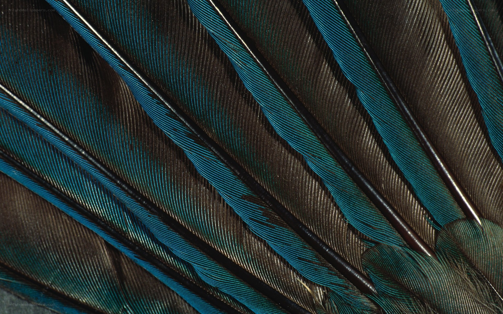 Close-up of bird feathers