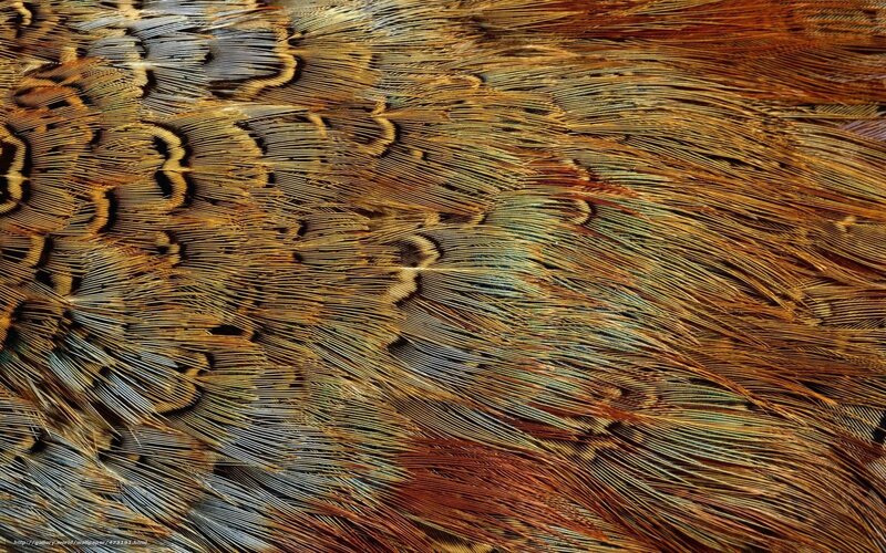 close-up of bird feathers
