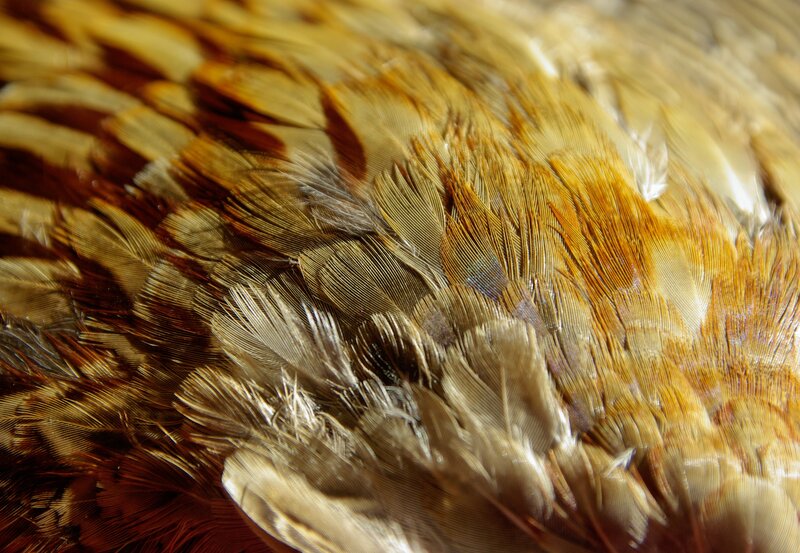Close-up of bird feathers