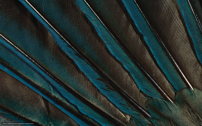 Close-up of Bird Feathers — Blue, Textured