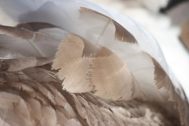 Close-up of Bird Feathers — Brown, Calm