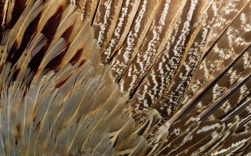 Close-up of Bird Feathers — Brown, Natural