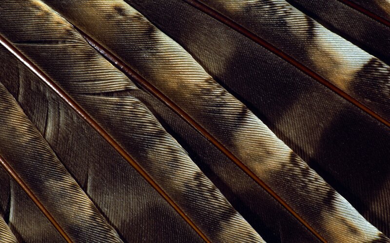 Close-up of Bird Feathers — Brown, Textured, Photograph, Barbs