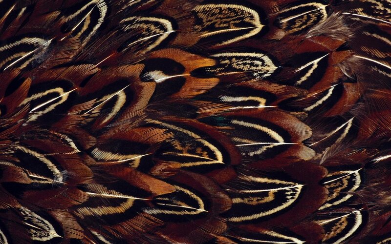 Close-up of Bird Feathers — Brown, Textured, Photograph, Black