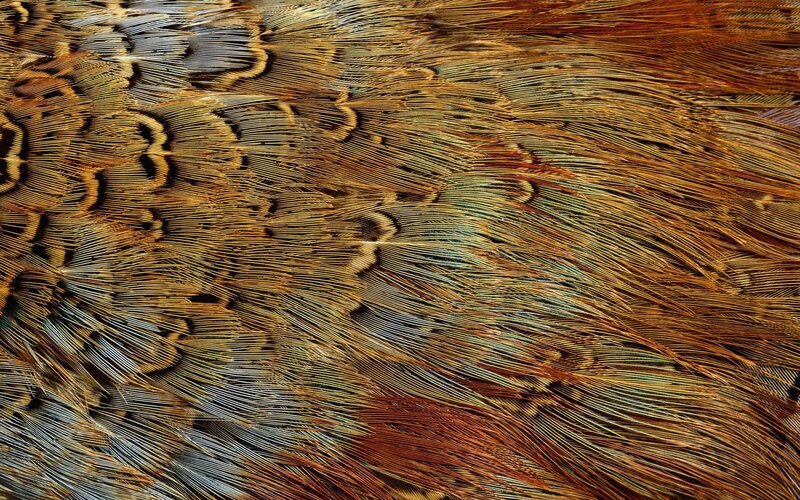 Close-up of Bird Feathers — Brown, Textured