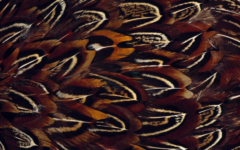 Close-up of Bird Feathers — Brown