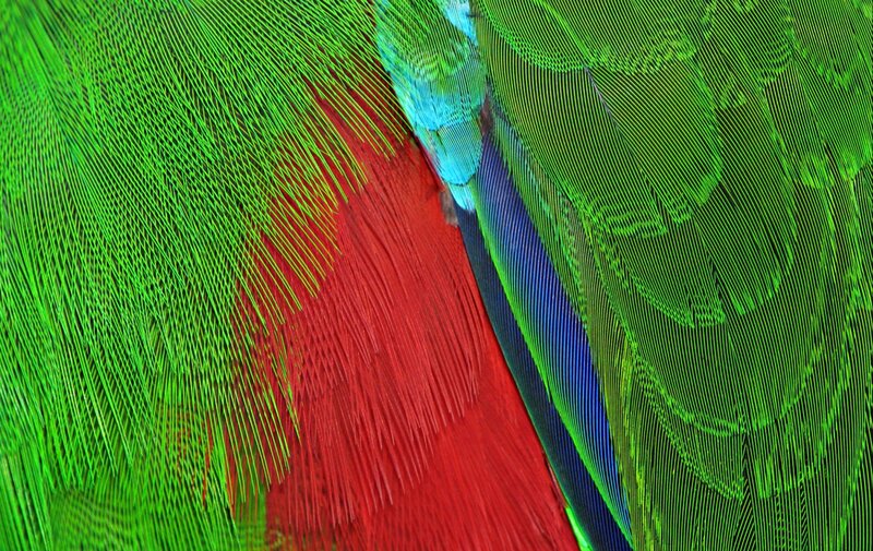 Close-up of Bird Feathers — Green