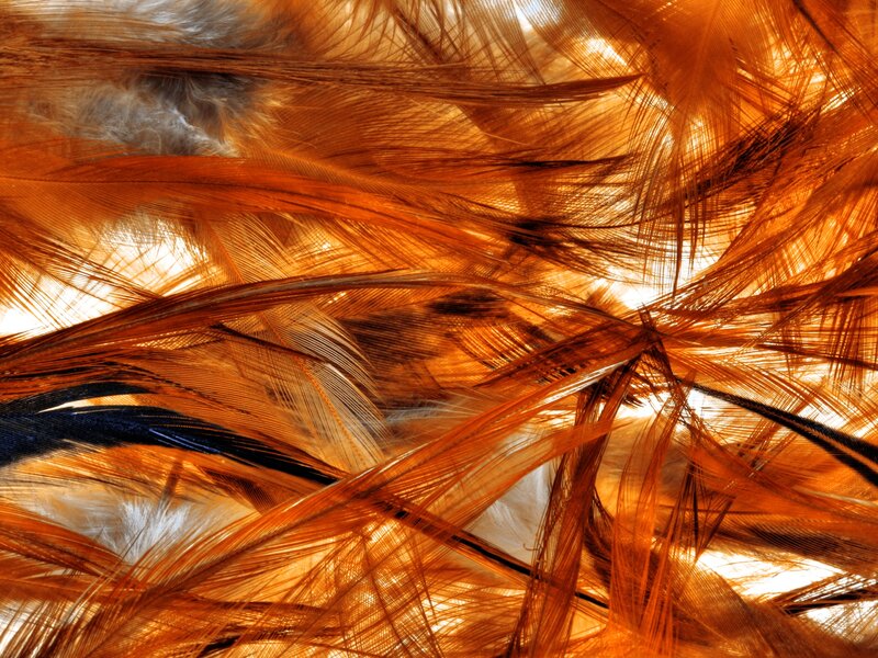 Close-up of Bird Feathers — Orange