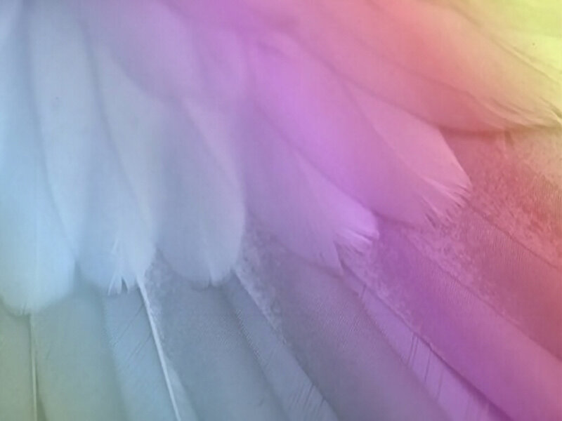 Close-up of Bird Feathers — White