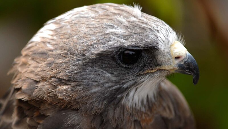 Close-up of Bird Head — Brown, Intense