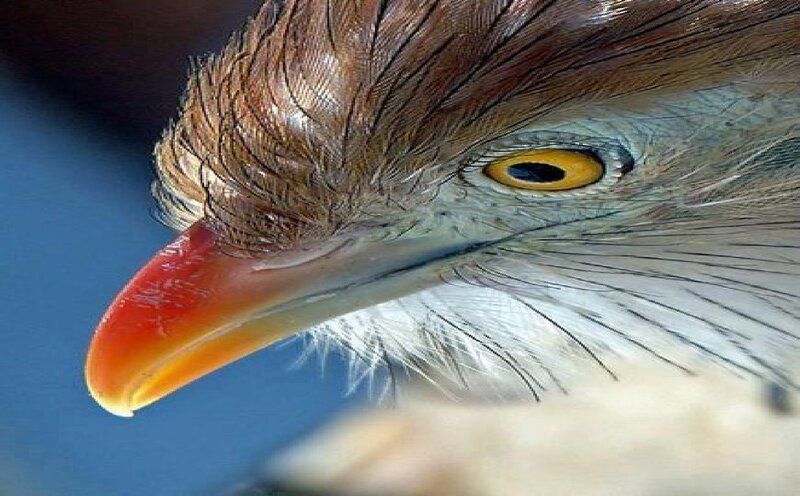 Close-up of Bird Head — Brown