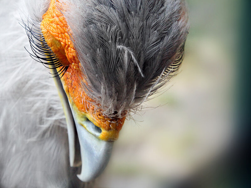 Close-up of Bird Head — Gray