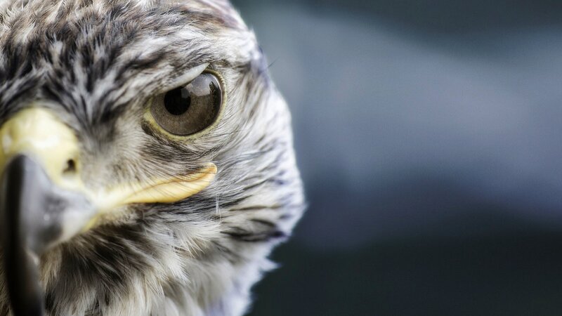 Close-up of Bird's Head