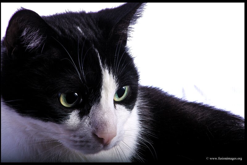 close-up of black and white cat