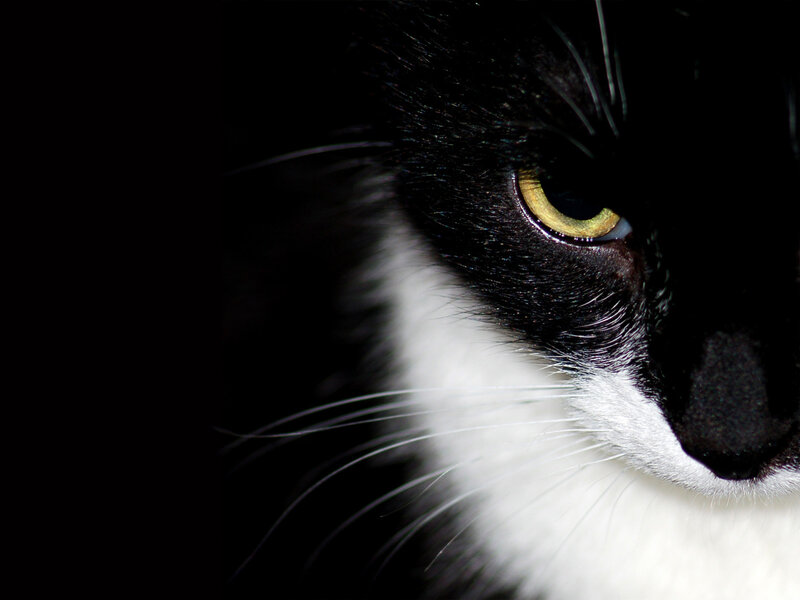 close-up of black and white cat