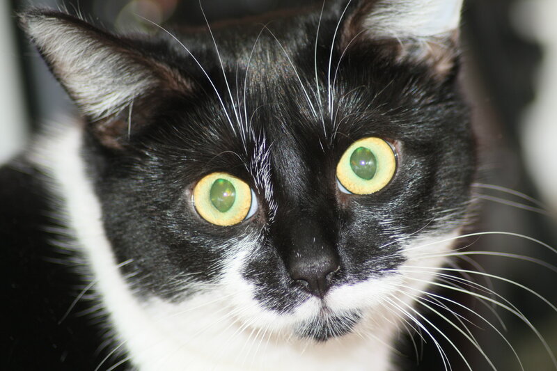close-up of black and white cat