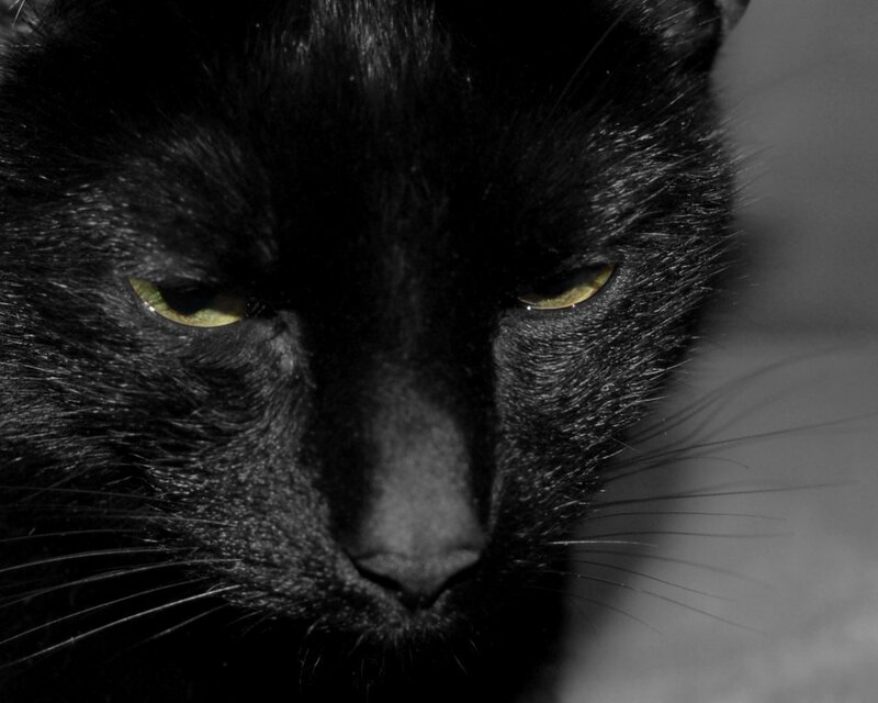 close-up of black cat