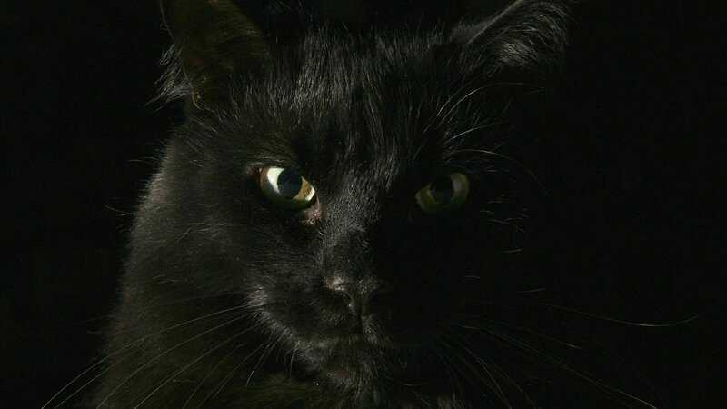close-up of black cat