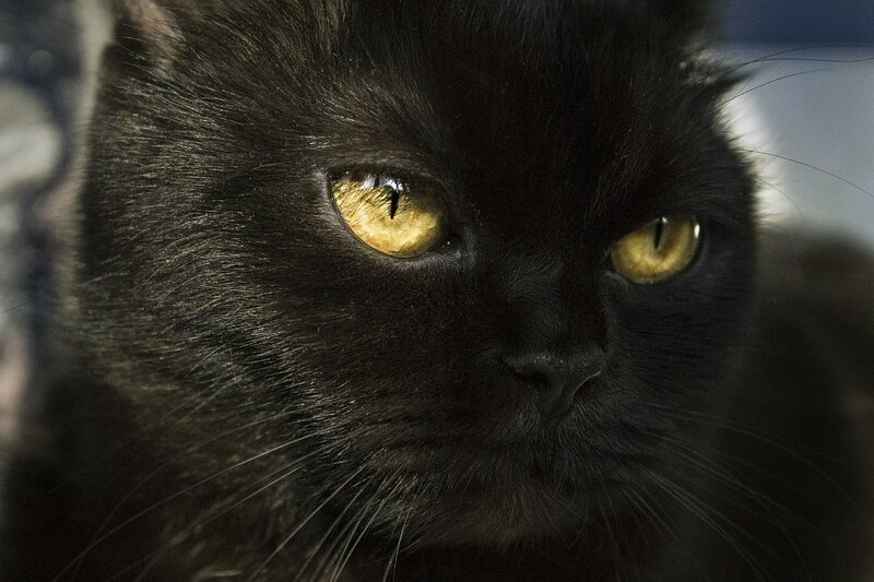 close-up of black cat