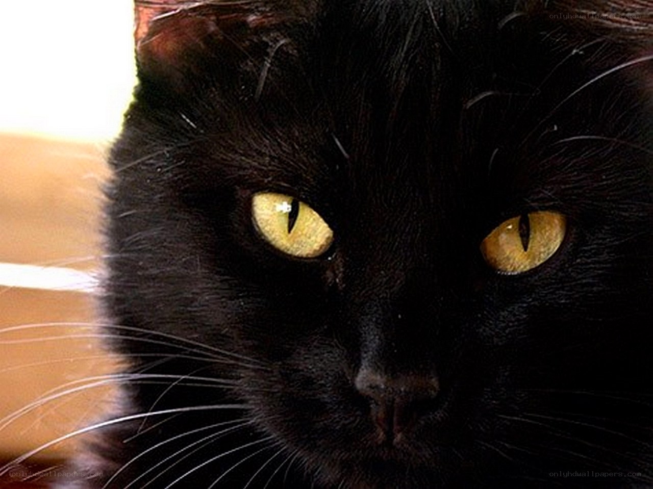 close-up of black cat