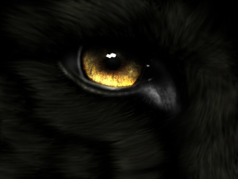 Close-up of Black Cat Eye — Dramatic
