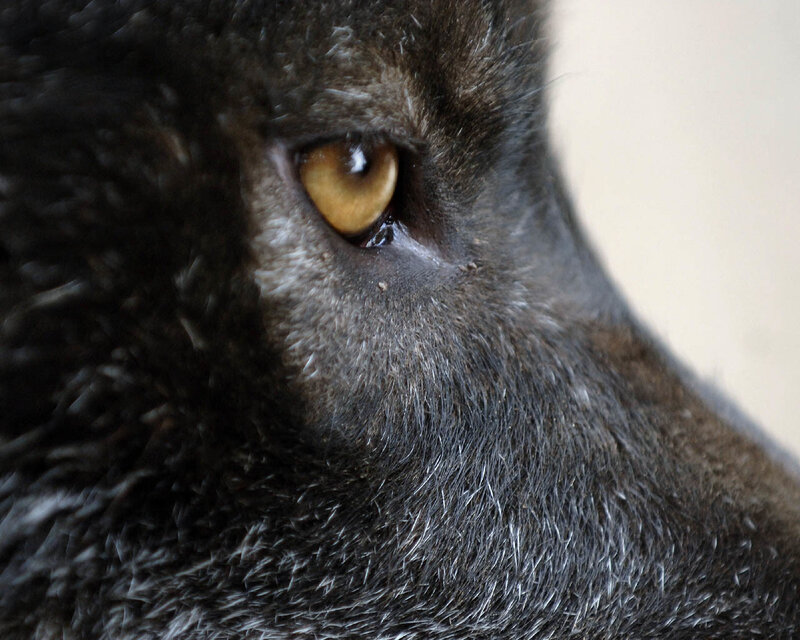 Close-up of Black Cat Eye