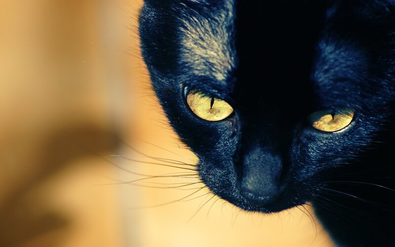 close-up of black cat eyes
